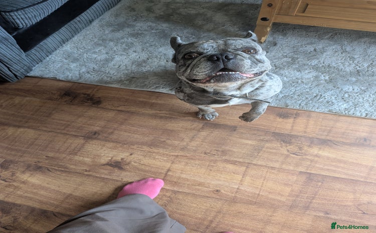 French Bulldog dogs - Advert 2