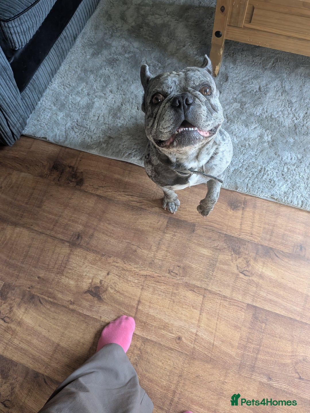 French Bulldog dogs for sale: French bulldog looking for new home - Image 1