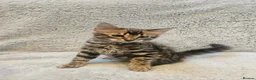 Bengal cats for sale: Exceptional rare cashmere bengal boys - Advert 2