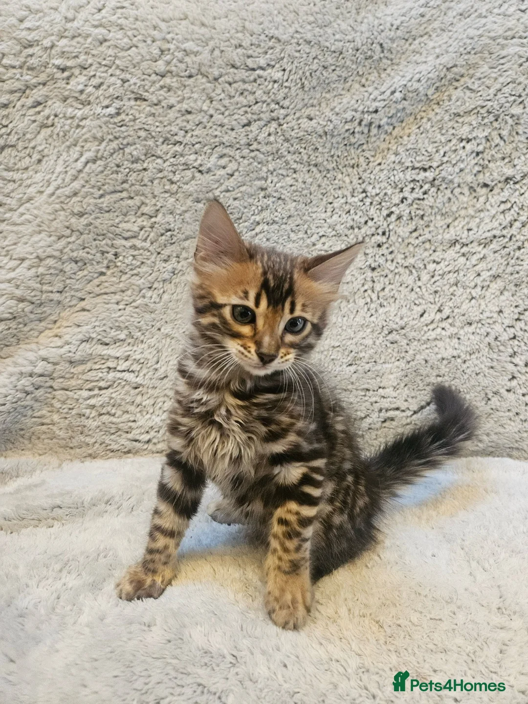 Bengal cats for sale: Exceptional rare cashmere bengal boys - Advert 2