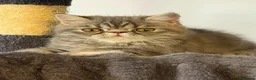Exotic cats for sale: Beautiful Exotic x Persian Kittens ⭐️ - Advert 11
