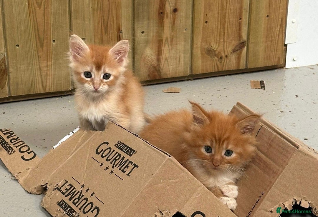 Maine Coon cats for sale: Red Maine coon female kittens, TICA reg - Image 12