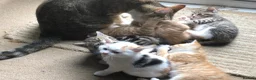Mixed Breed cats for sale: Beautiful kittens looking for loving homes - Advert 19