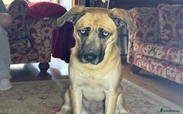 Shepsky dogs for sale: Beautiful Bitch for adoption we don’t want money - Image 13