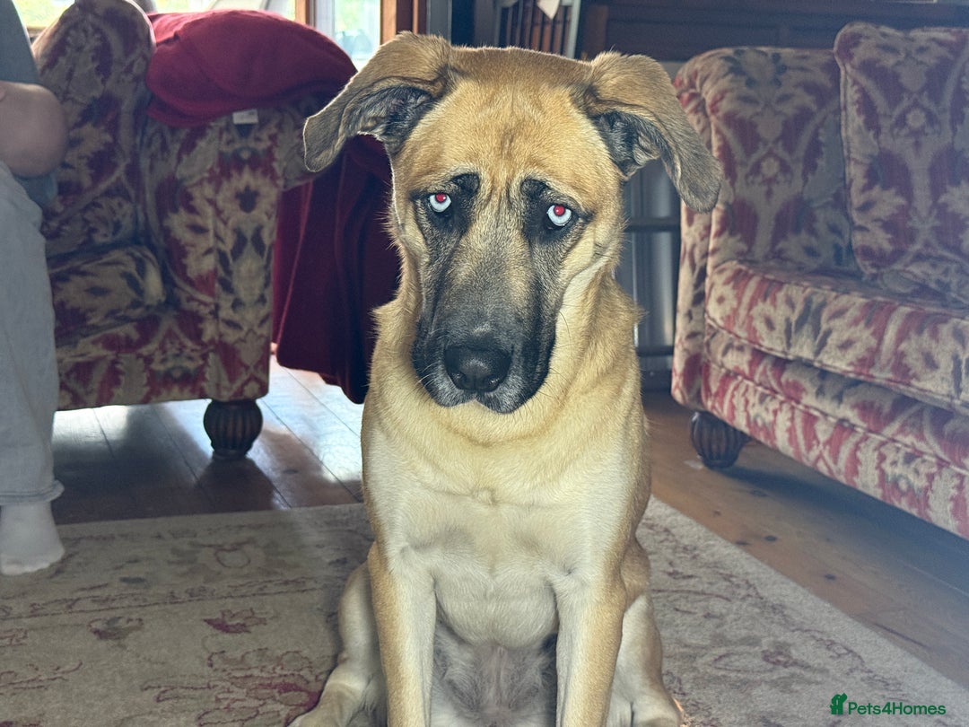 Shepsky dogs for sale: Beautiful Bitch for adoption we don’t want money - Image 13