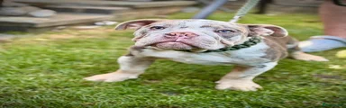 English Bulldog Puppy 1