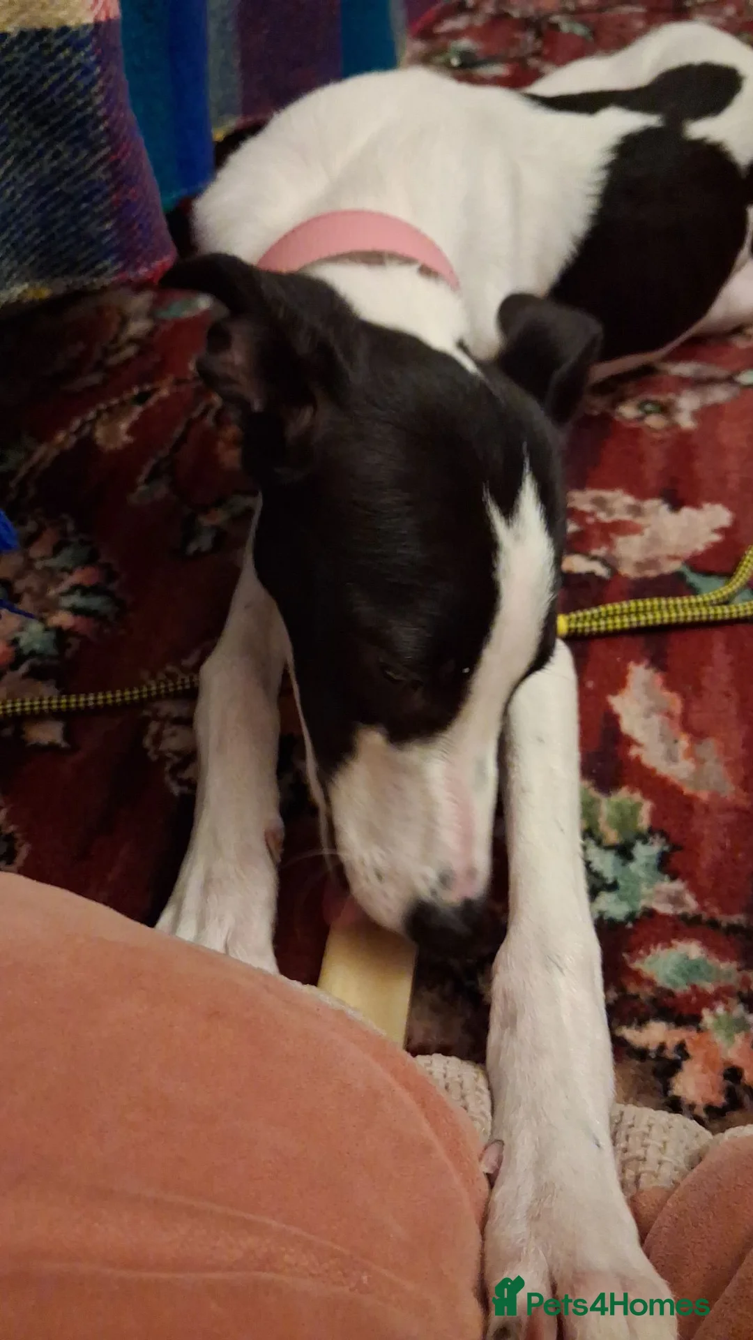 Lurcher dogs for sale: A new home for Suki - 7 month lurcher in Bristol in Bristol - Advert 4