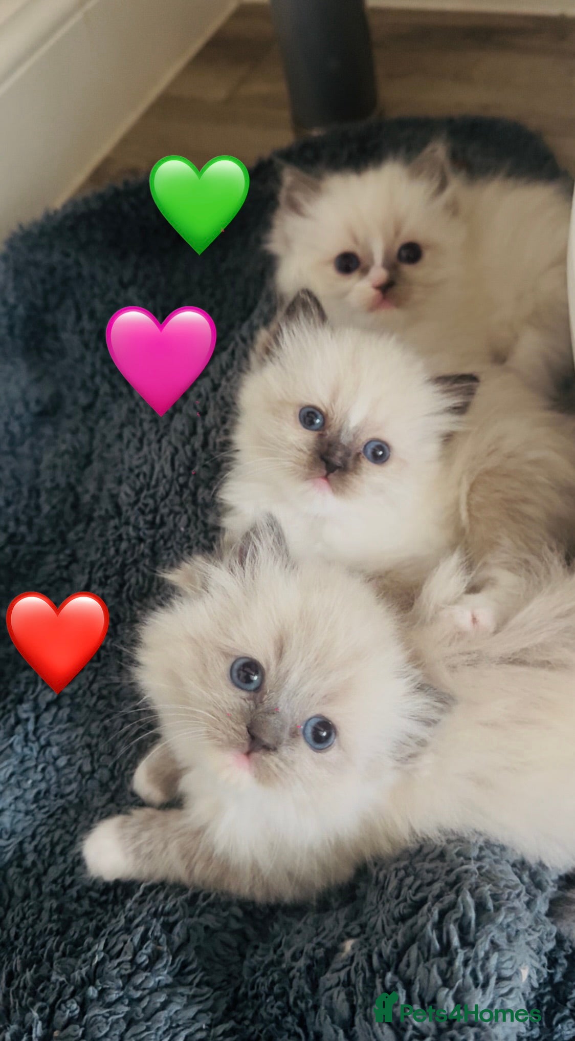 Ragdoll cats for sale: Beautiful full pedigree Ragdoll kittens ❤️😻 - Advert 6