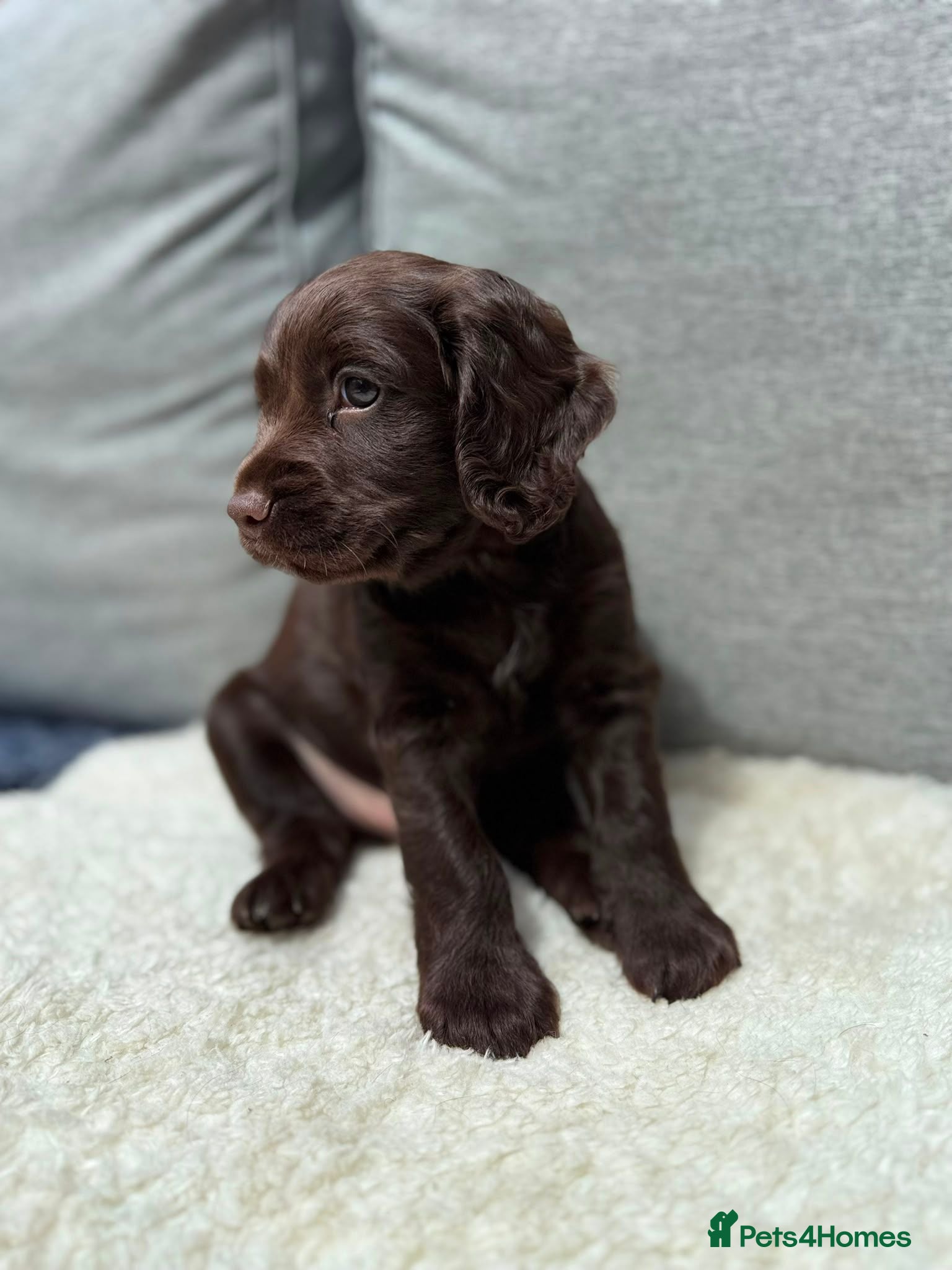 Cockapoo dogs Working Spaniel x Cockapoo F1B Puppies  - Advert 2