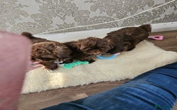 Shih Tzu dogs for sale: SHIH tzu puppies 🐶 outstanding - Image 3