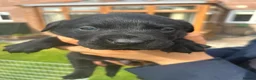 Labrador Retriever dogs for sale: Black and Golden Labrador Puppies - Advert 9