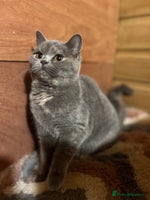 British Shorthair cats Gccf female British Shorthair - Advert 15