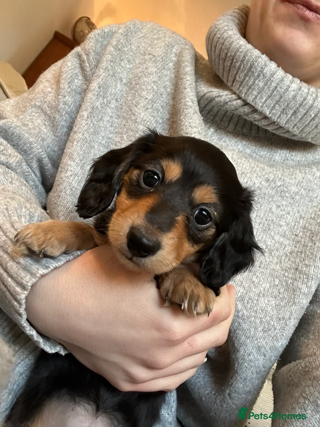Miniature Dachshund dogs for sale: KC reg Long haired miniature dachshund puppies - Advert 18