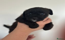 Mixed Breed dogs for sale: Jack Russel x Cockapoo Puppies - Image 10