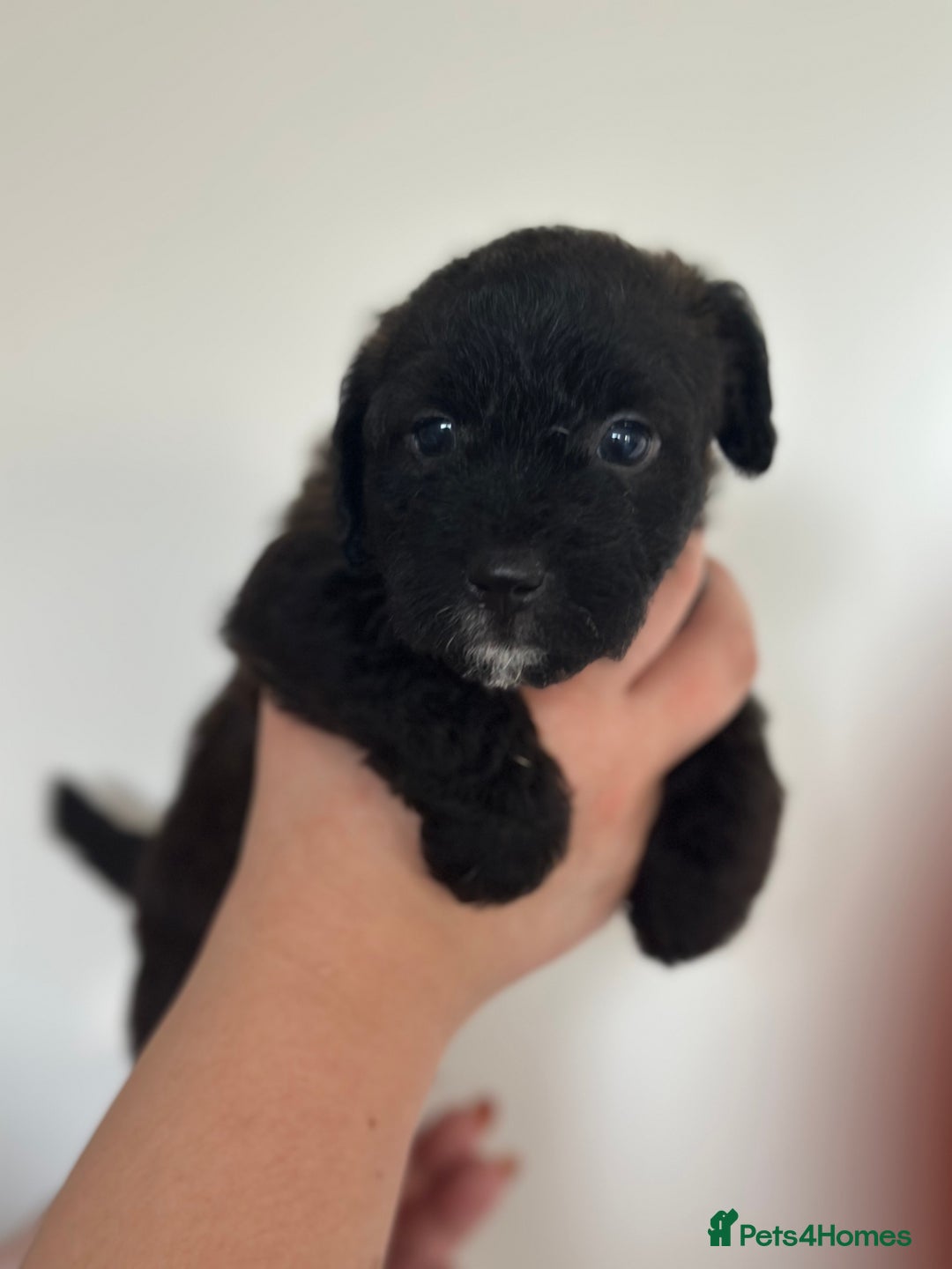 Mixed Breed dogs for sale: Jack Russel x Cockapoo Puppies - Image 10