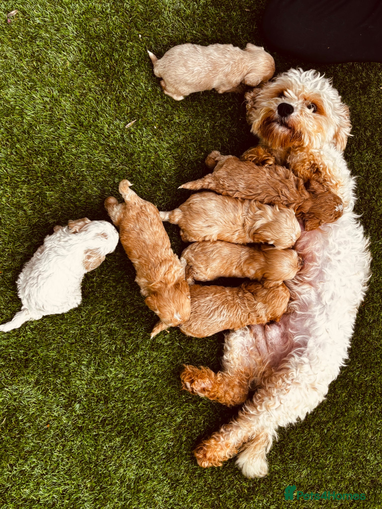 Cavachon dogs 🐶Beautiful cavapoochon puppies ready to leave 🐶  - Advert 2