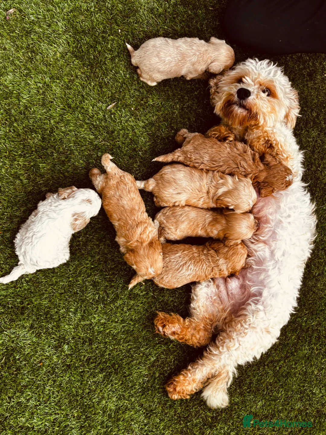 Cavachon dogs for sale: 🐶Outstanding cavachon puppies 🐶  - Advert 12