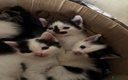 Mixed Breed cats for sale: Three lovely short haired kittens - Advert 6