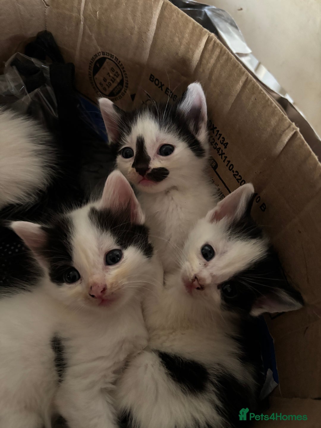 Mixed Breed cats for sale: Three lovely short haired kittens - Advert 6