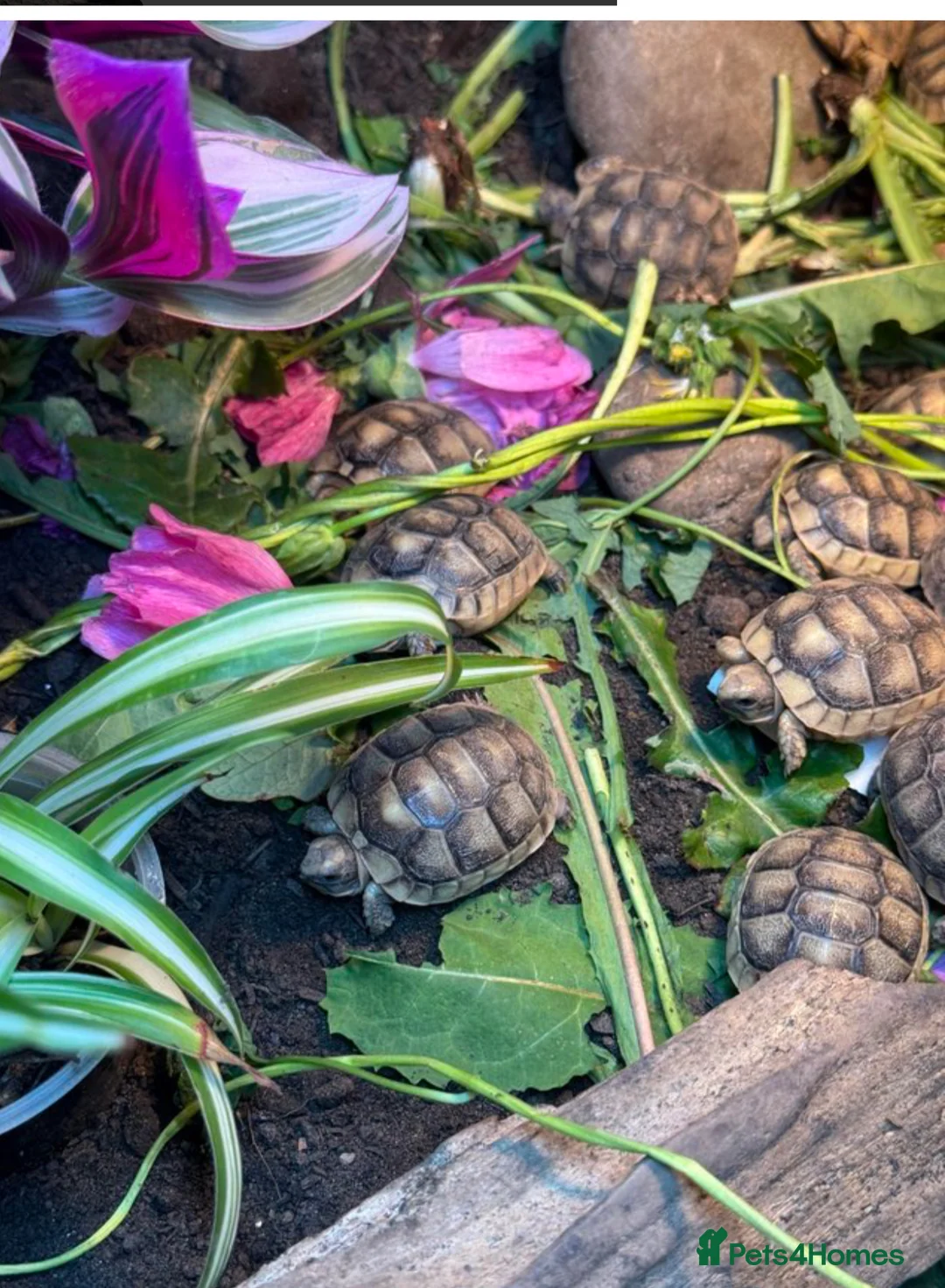 Tortoise reptiles for sale: Marginated tortoise hatchlings, 2026, for sale  - Advert 2