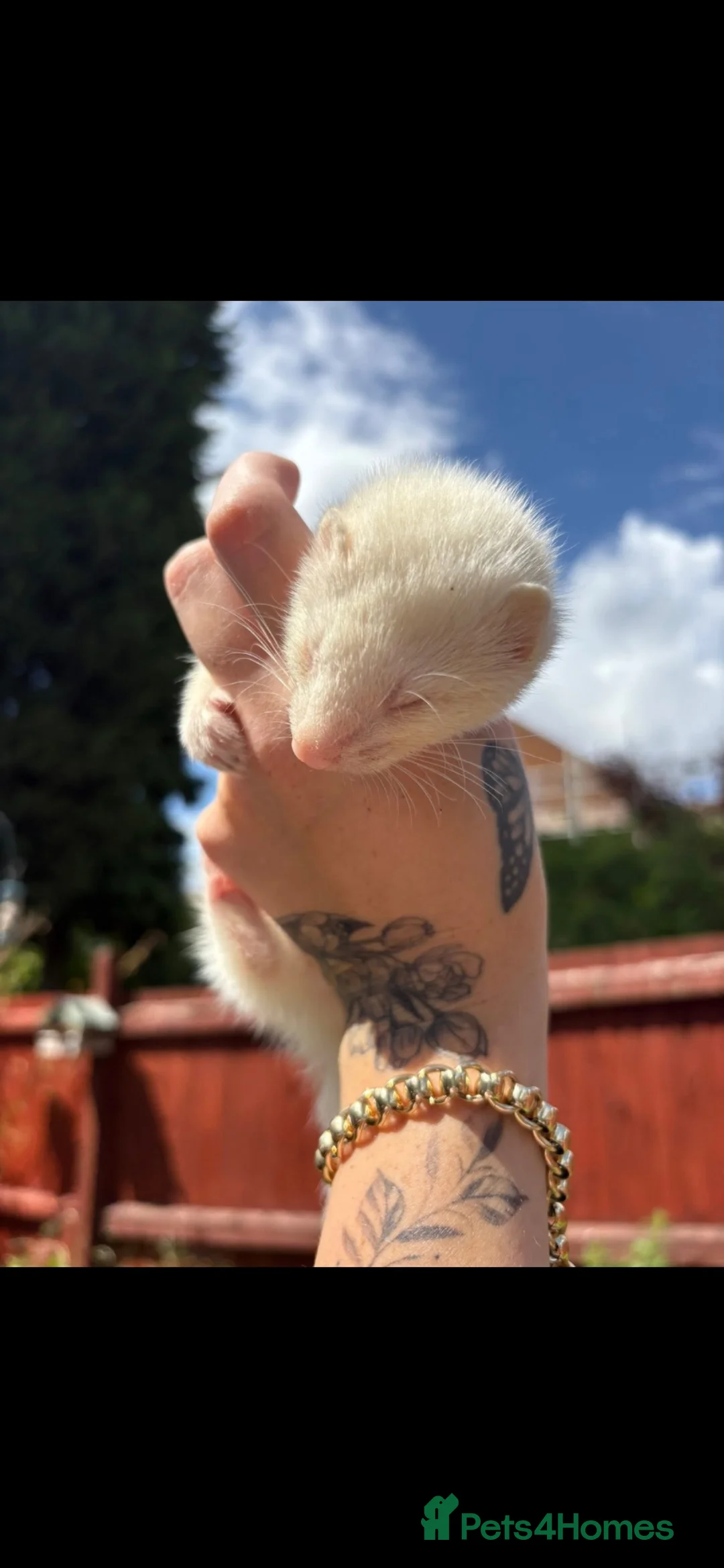 Ferret rodents for sale: Large ferret cage and mixed ferrets  - Advert 1