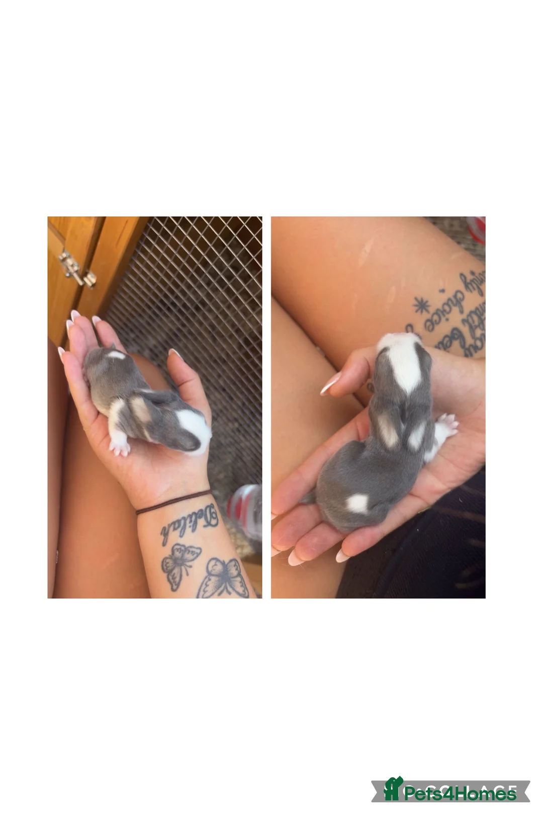 Mini Lop rabbits for sale: Mini lop mix genders - Advert 5