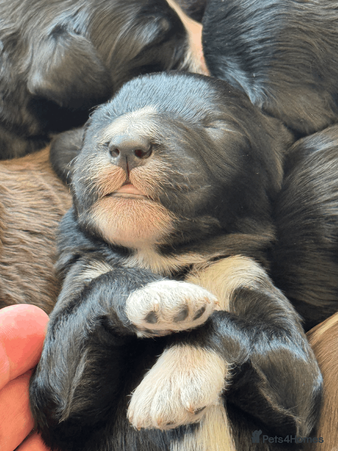 Portuguese Water Dog dogs for sale: ARTSEADOG KC registered Pure Portuguese Waterdogs - Image 11