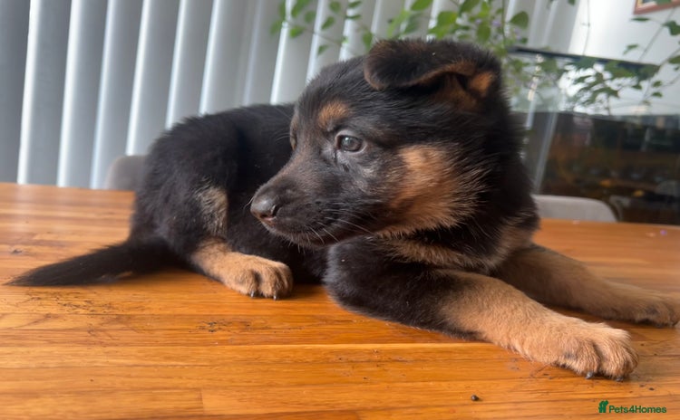 German Shepherd dogs - Advert 15