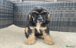 Cocker Spaniel dogs for sale: Adorable American Cocker Spaniels Pups  - Image 7