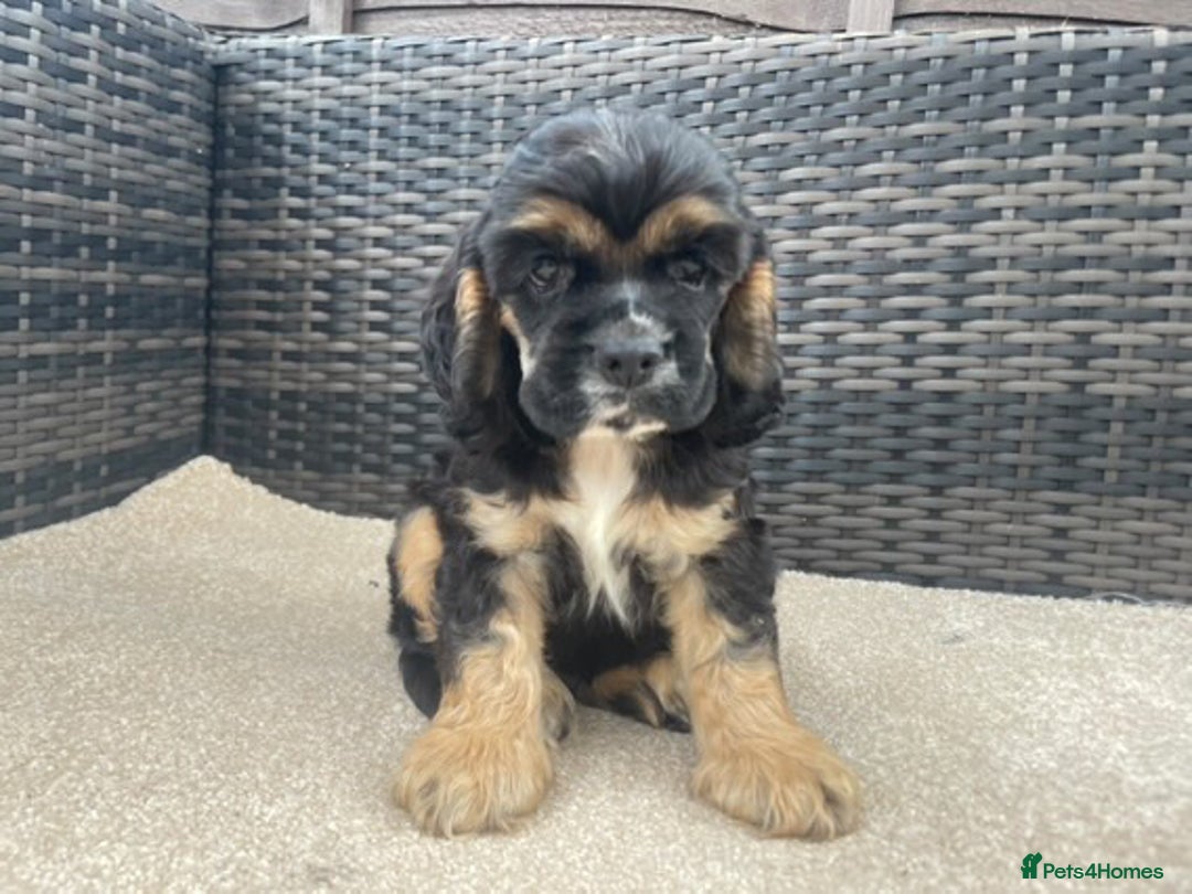 Cocker Spaniel dogs for sale: Adorable American Cocker Spaniels Pups  - Image 7