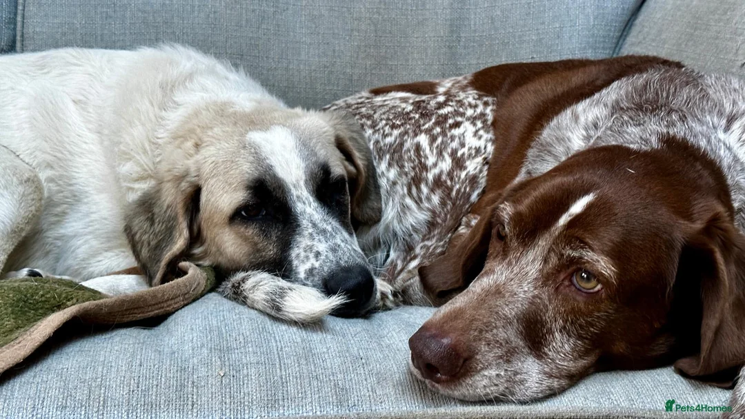 Mixed Breed dogs for adoption: Amara: Beautiful Soul Seeking a Family to Love - Advert 28