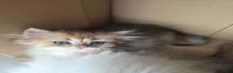 British Longhair cats for sale: Golden British longhair pure bloodline  - Advert 25