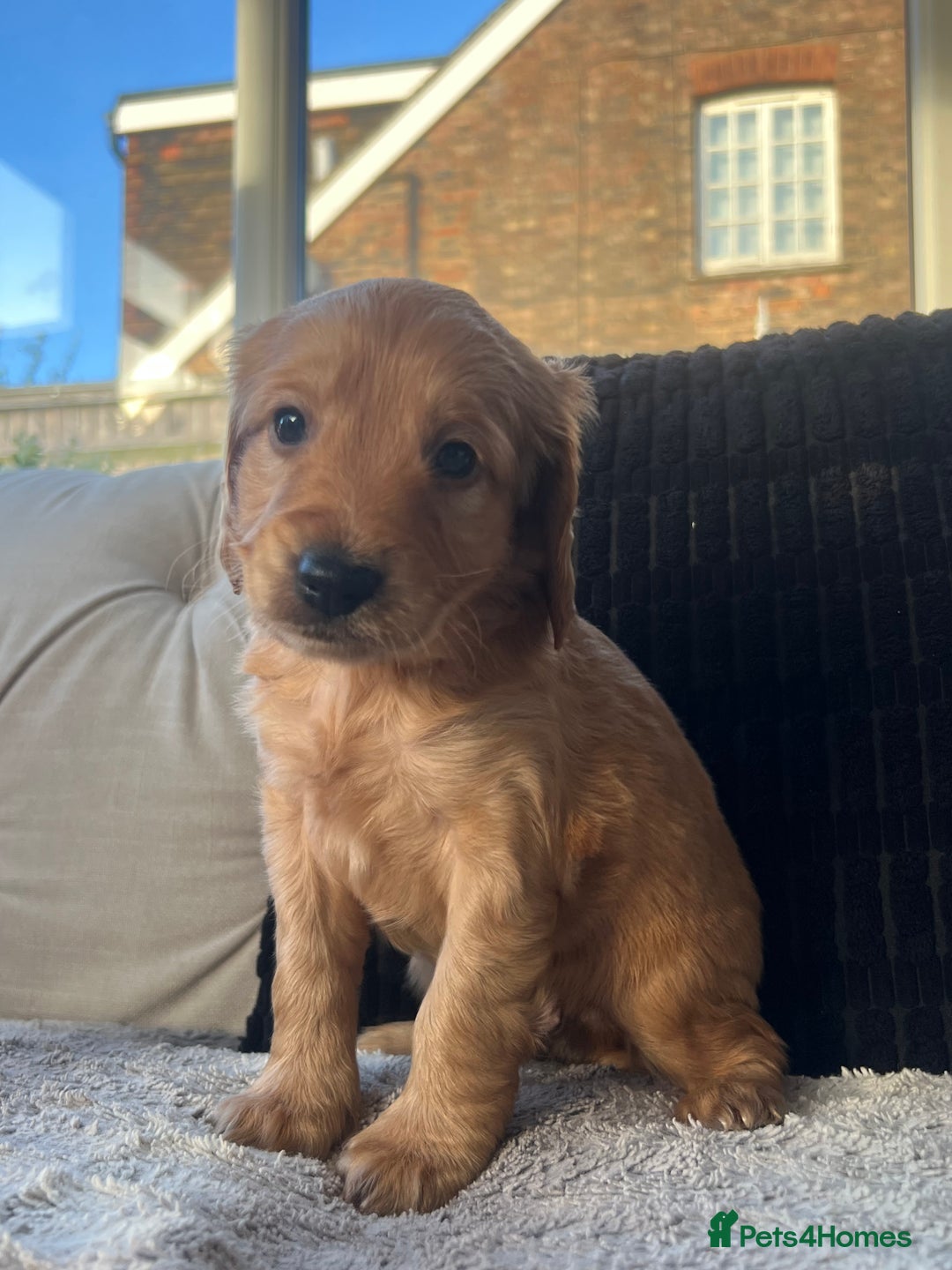 Cockapoo dogs for sale: Exceptional Cockapoo puppies 🐶  - Advert 2