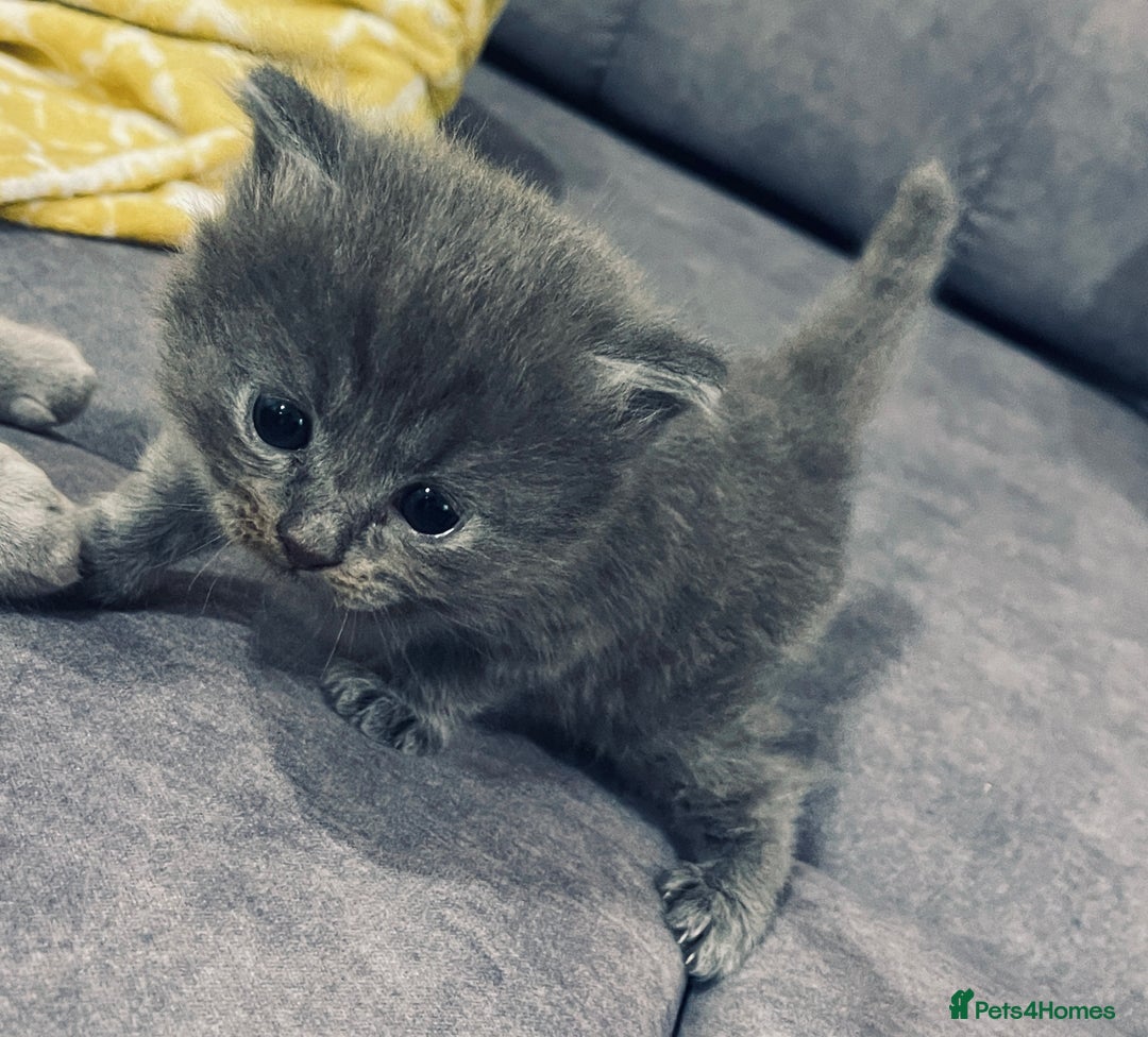 British Shorthair cats for sale: 🌟Gorgeous Male British Shorthair Kitten 🌟 - Advert 10