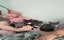 Mixed Breed cats for sale: 2 female kitties - Image 4