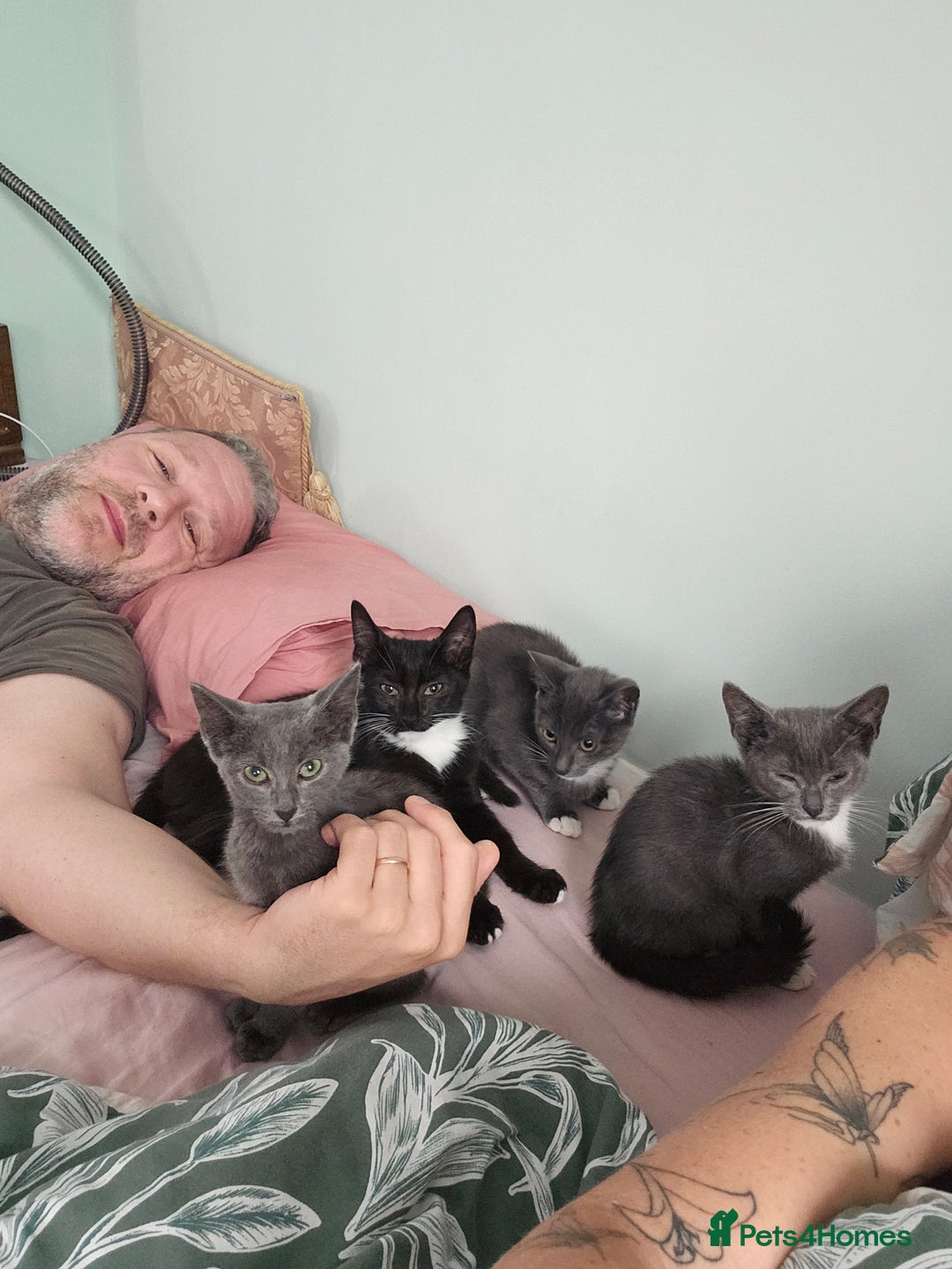 Mixed Breed cats for sale: 2 female kitties - Image 4