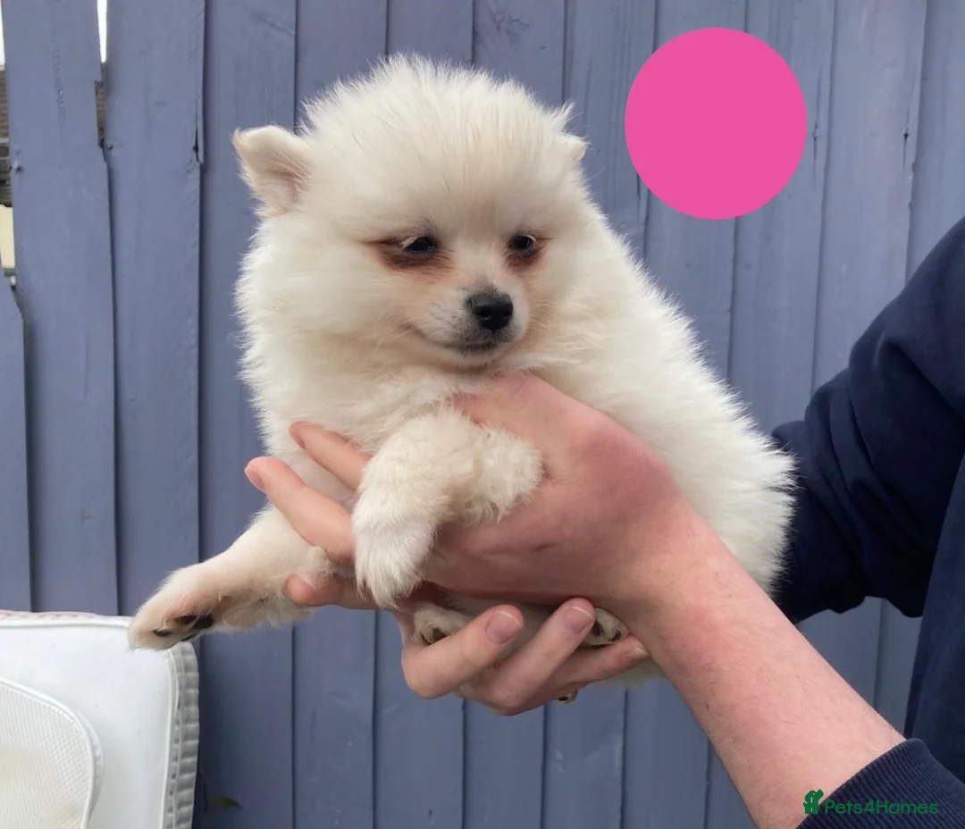 Pomeranian dogs for sale: Pomeranian Puppies - Advert 2