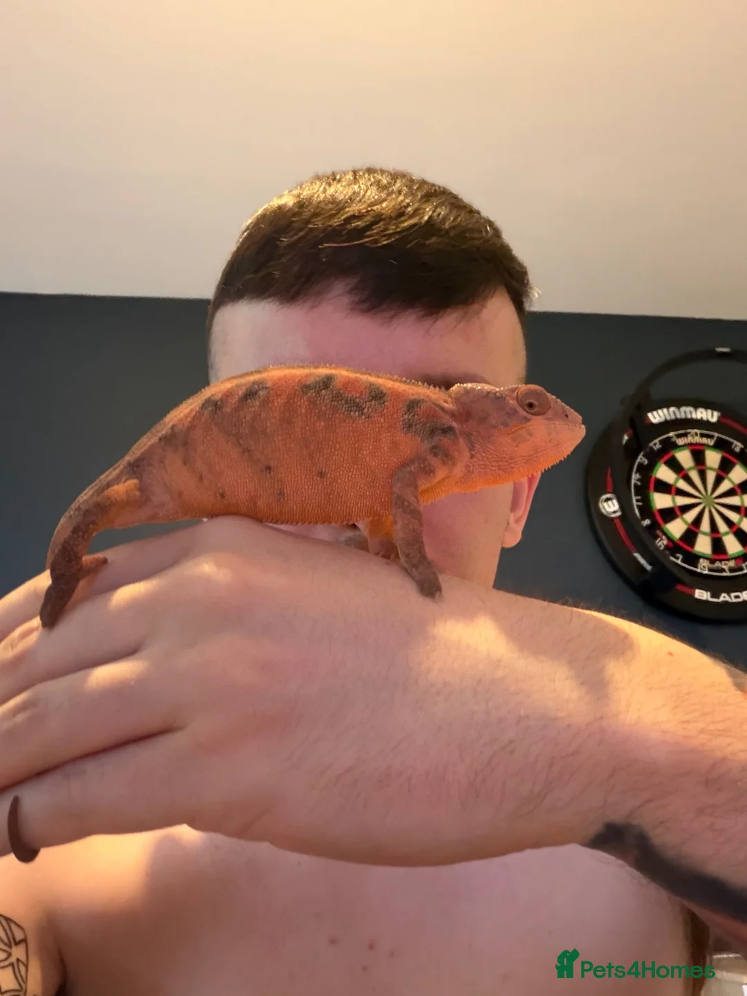 Chameleon reptiles for sale: 11 Month old Panther Chameleon FEMALE in Dundee - Advert 1