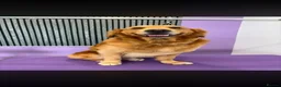 Golden Retriever dogs for stud: KC Registered FOX red golden retreiver  in Durham - Advert 5