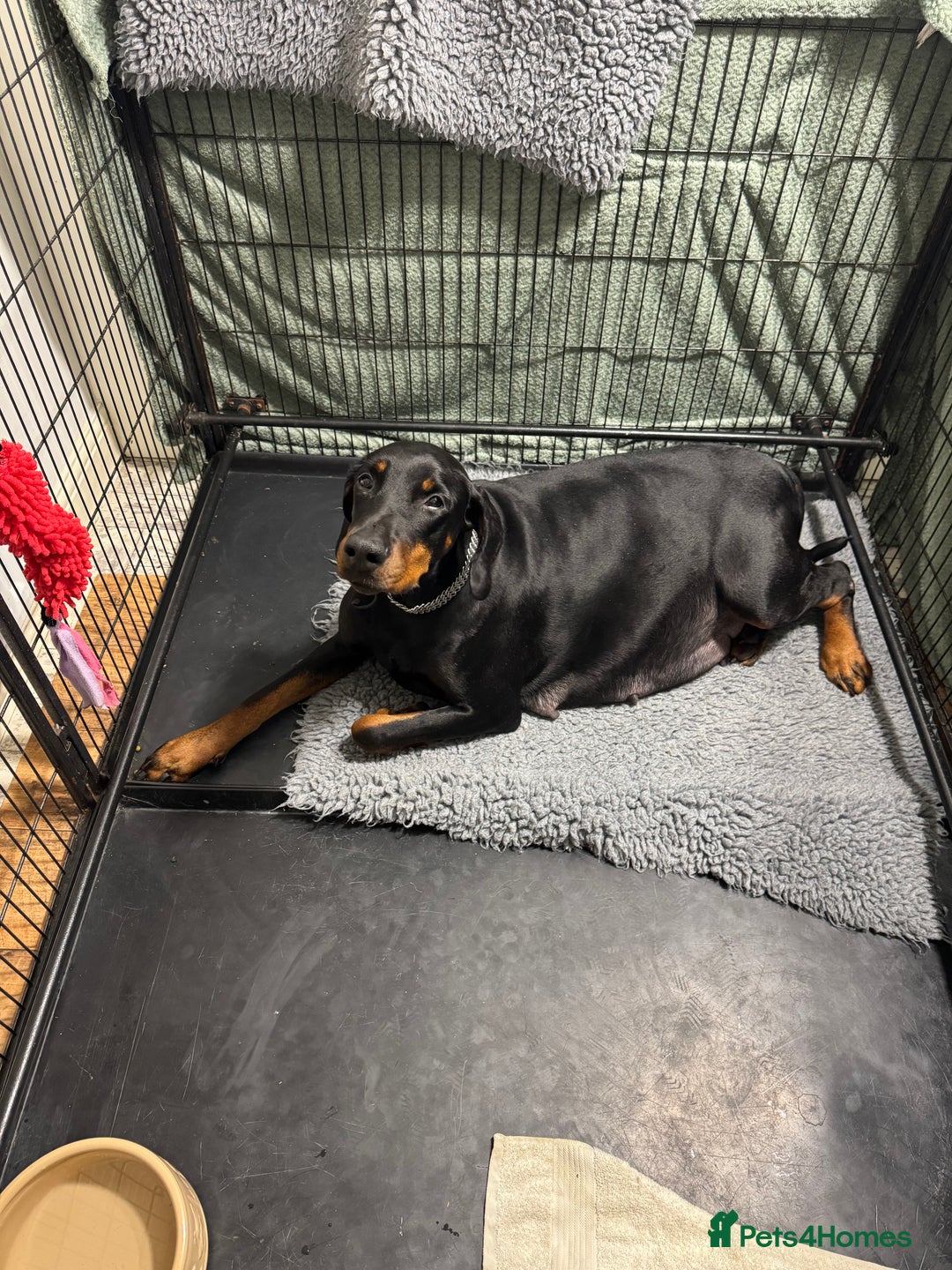 Dobermann dogs for sale: Superb Quality Doberman Puppies - Advert 2