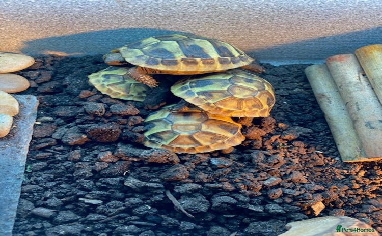 Tortoise reptiles - Advert 1