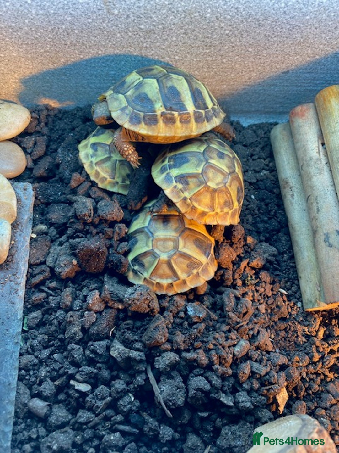 Tortoise reptiles for sale: Hermann Hatchlings  - Image 1