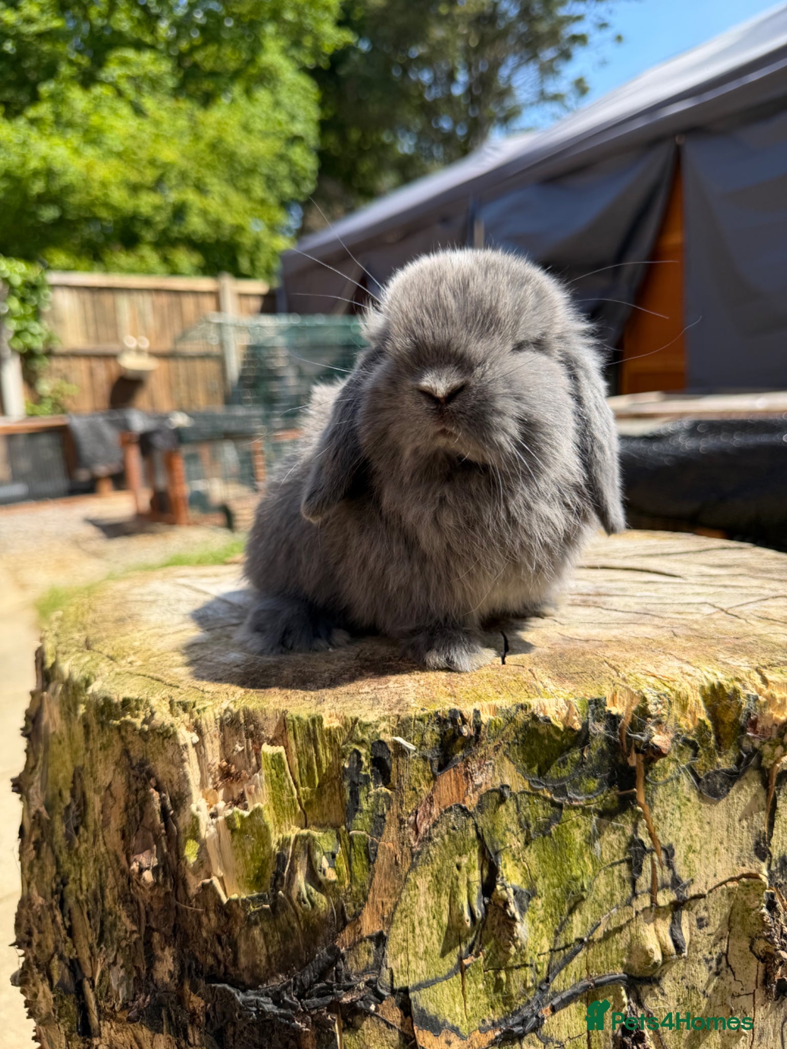 Mini Lop rabbits for sale: Mini Lop buck READY NOW  - Advert 2
