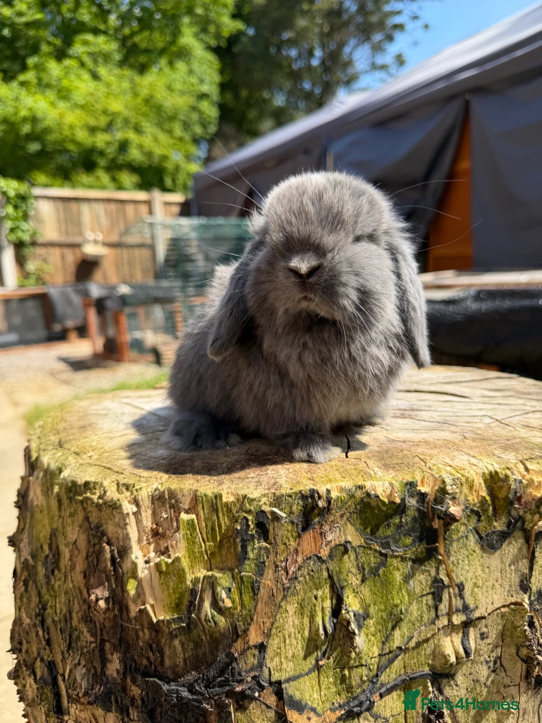 Mini Lop rabbits for sale: Mini Lop buck READY NOW  - Advert 1