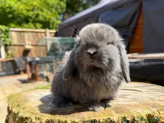 Mini Lop rabbits for sale: Mini Lop buck READY NOW - Advert 2