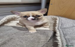 Mixed Breed dogs for sale: Male Jackawawa Puppy - Image 1
