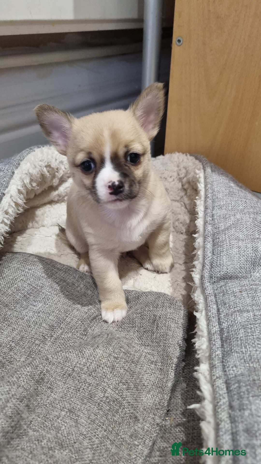 Mixed Breed dogs for sale: Male Jackawawa Puppy - Image 1