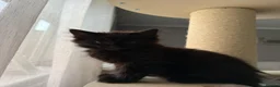 Mixed Breed cats for sale: Kittens  in Coventry - Advert 4