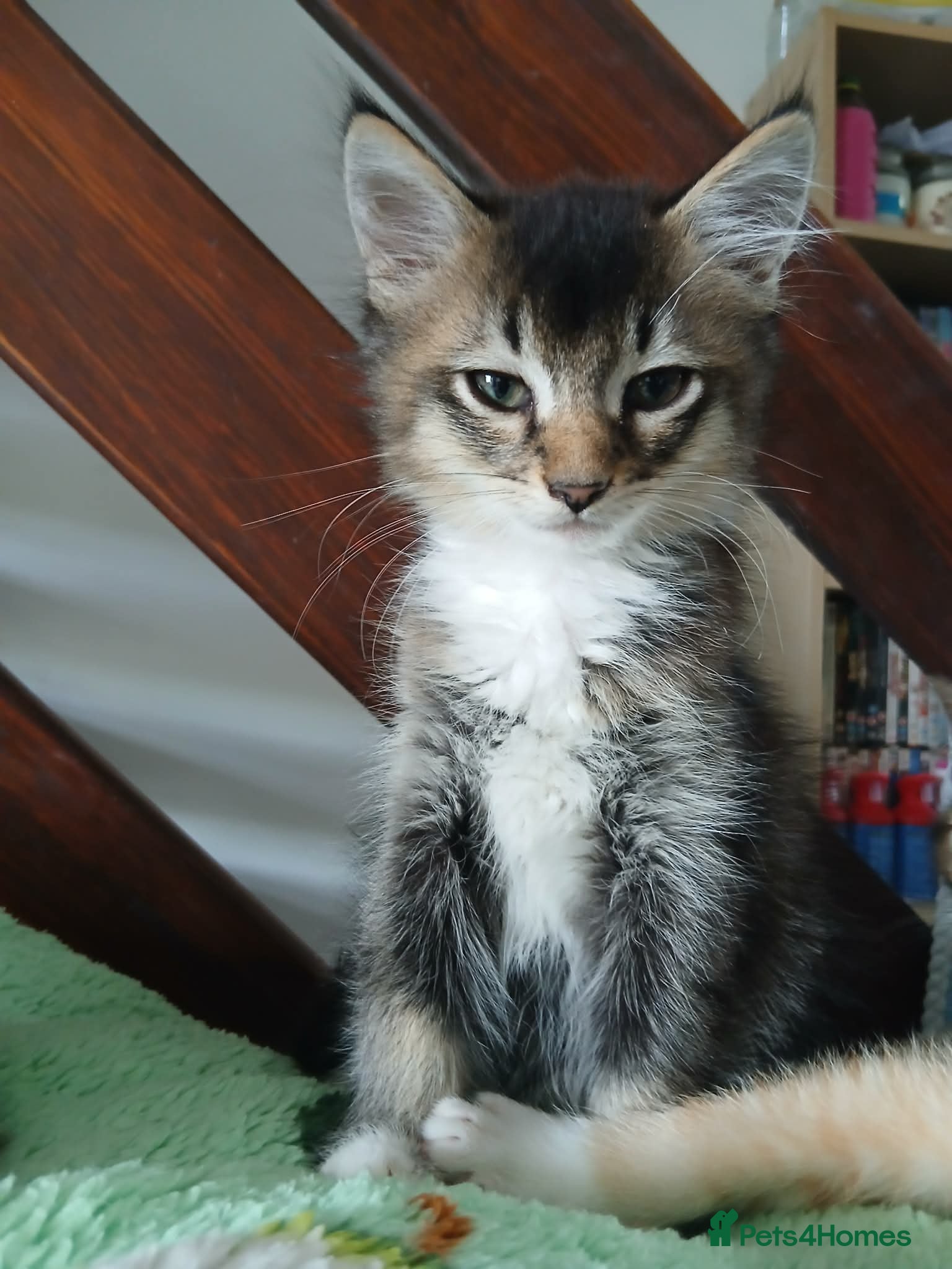 Ragdoll cats Mainecoon cross  - Advert 16