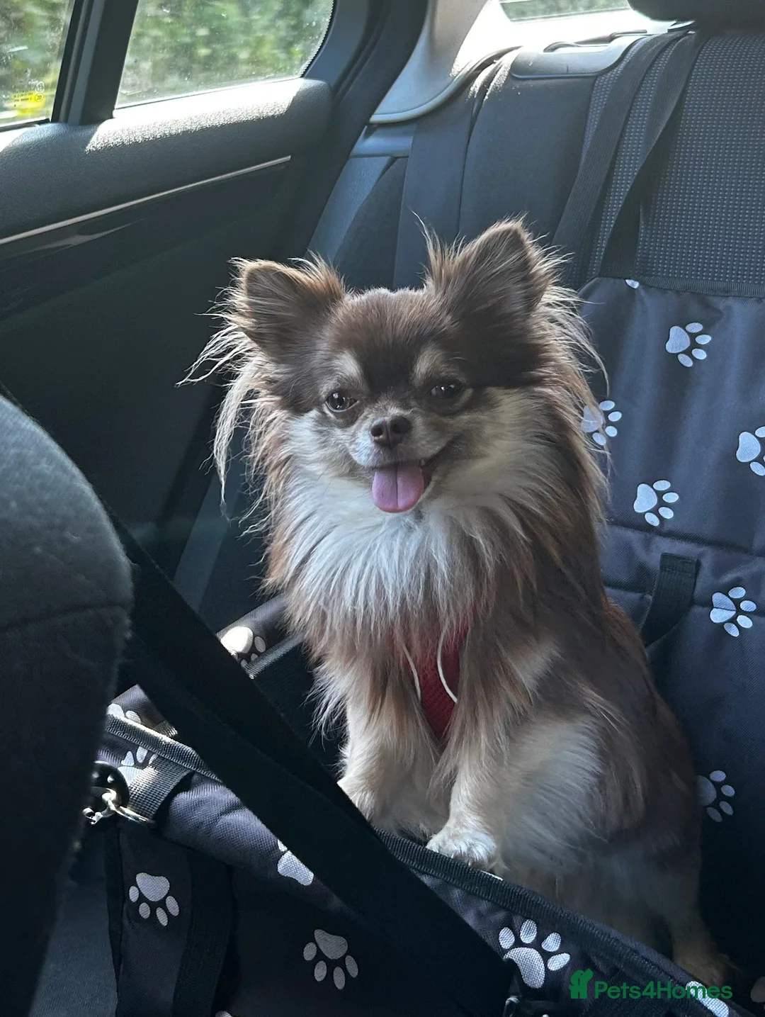 Chihuahua dogs for stud: Long hair chihuahua boy for stud  - Advert 8